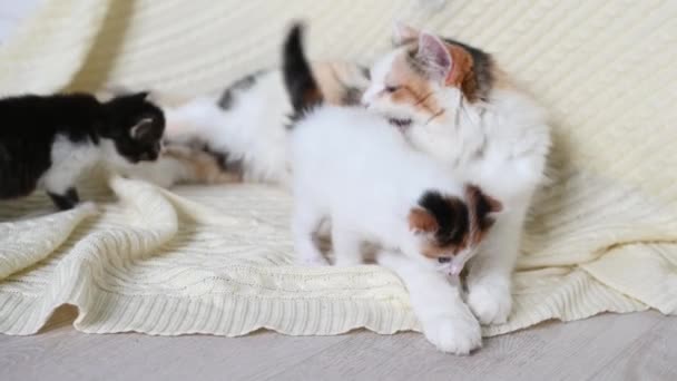 Schattig klein pluizig kitten kat spelen kijken naar de camera close-up zittend kat moeder — Stockvideo