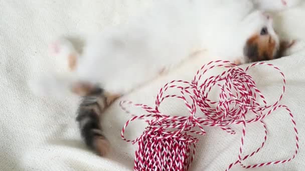 Kis bolyhos cica játszik piros szalag csomagolására karácsonyi ajándékok közelről — Stock videók