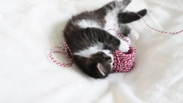 Klein pluizig katje spelen met rood lint voor het inpakken van kerstcadeaus close-up — Stockvideo