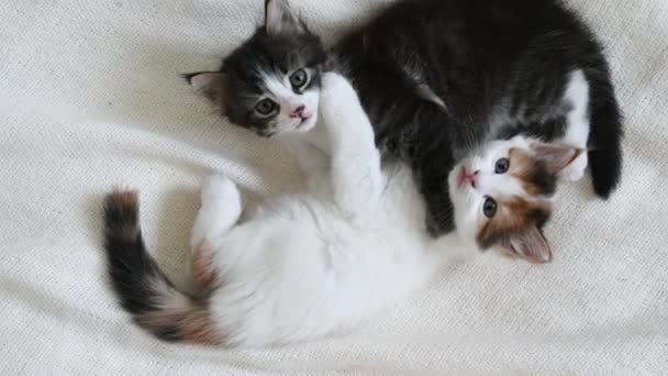 Дві маленькі кошенята грають на ліжку вдома — стокове відео
