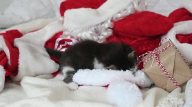 Küçük kedi yavrusu Noel Baba kostümünün yattığı yatağın üzerinde yeni yıl hediyesiyle oynuyor.