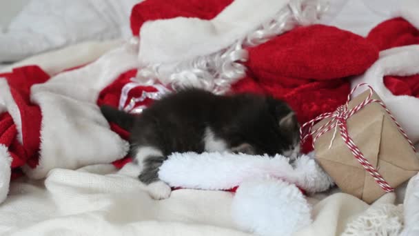 Kleines Kätzchen spielt mit einem Neujahrsgeschenk auf dem Bett, auf dem das Weihnachtsmann-Kostüm liegt — Stockvideo