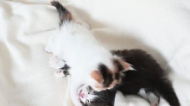 Evdeki yatakta oynayan iki kedi yavrusu.