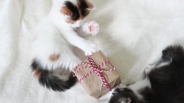 ลูกแมวที่น่ารักสองตัวเล่นกับกล่องของขวัญที่บ้าน แนวคิดปีใหม่ — วีดีโอสต็อก