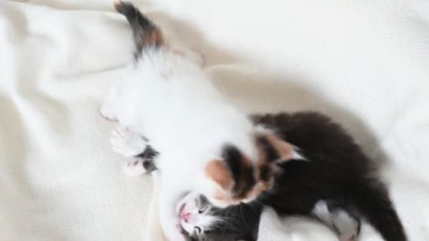 Zwei kleine Kätzchen spielen zu Hause auf dem Bett — Stockvideo