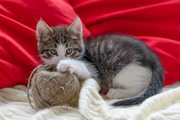 Schattig bruin kitten kat zitten op het raam thuis kijken naar de camera close-up — Stockfoto