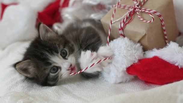 Gatito juega con un regalo de Año Nuevo en la cama donde yace el disfraz de santa claus — Vídeos de Stock