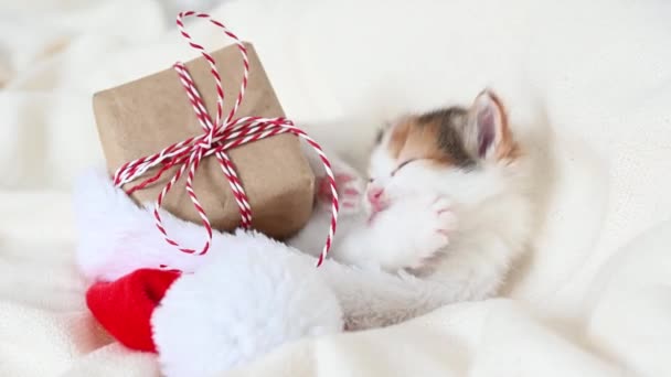 Küçük kedi yavrusu Noel Baba kostümünün yattığı yatağın üzerinde yeni yıl hediyesiyle oynuyor. — Stok video
