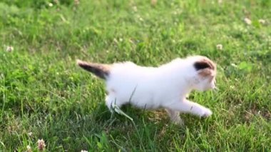 Küçük tüylü kedi yavrusu yazın yeşil çimlerin üzerinde