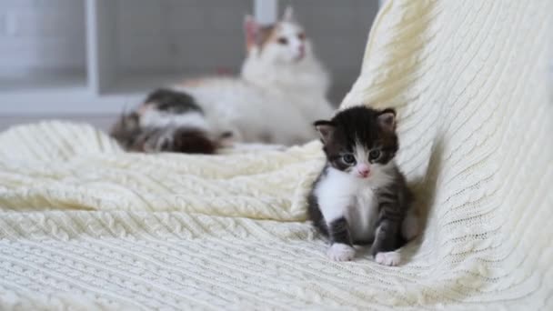 Aranyos kis bolyhos cica macska játszik nézi a kamera közelről ül macska anya — Stock videók