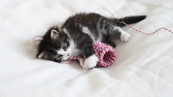 Kleines flauschiges Kätzchen, das mit roter Schleife spielt, um Weihnachtsgeschenke aus nächster Nähe zu verpacken — Stockvideo