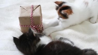 Yeni yıl konseptinde hediye kutusuyla oynayan iki sevimli tüylü kedi yavrusu.
