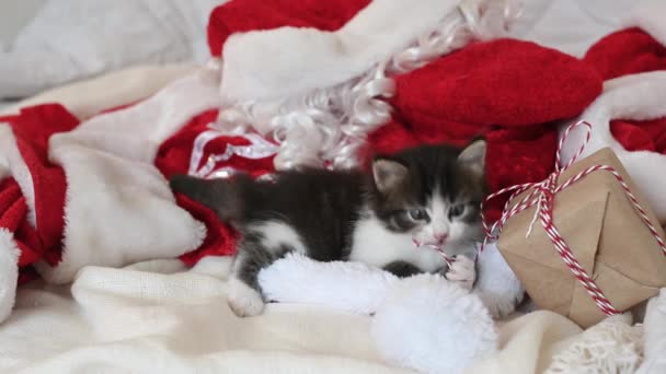 Маленький котенок играет с новогодним подарком на кровати, где лежит костюм Санта-Клауса — стоковое видео