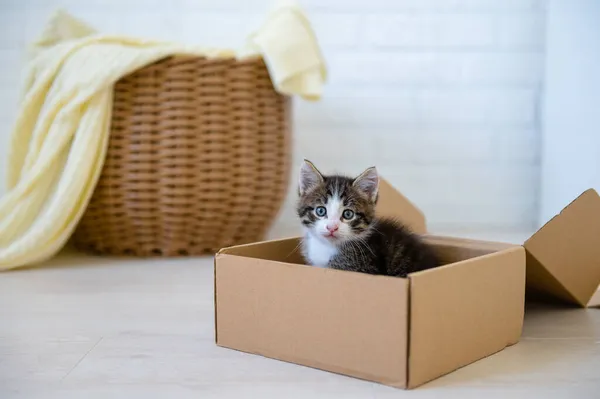 Słodkie puszyste kotek siedzi w pudełku Obrazy Stockowe bez tantiem
