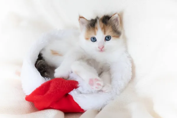 Gatinho brinca na cama onde está o chapéu de Papai Noel — Fotografia de Stock