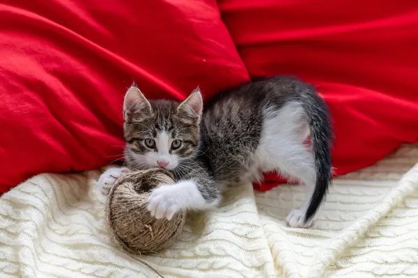 Schattig bruin kitten kat zitten op het raam thuis kijken naar de camera close-up — Stockfoto