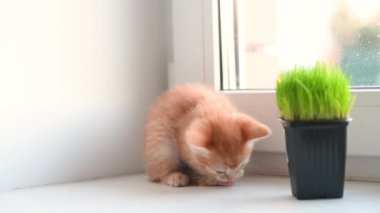 Şirin, küçük, kızıl kedicik kuyruğunu sallayarak evin penceresinde oynuyor.