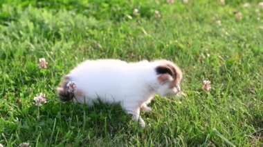 Küçük tüylü kedi yavrusu yazın yeşil çimlerin üzerinde