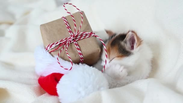 Liten kattunge leker med en nyårspresent på sängen där tomten klo kostym ligger — Stockvideo