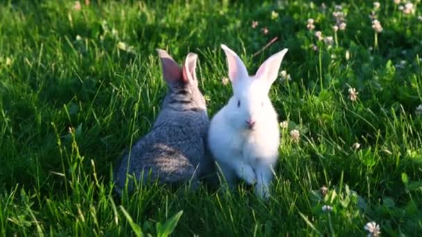 Słodkie szary zwierzę śmieszne króliczek na tle zielonej trawy i koniczyny w godzinach popołudniowych w lecie — Wideo stockowe
