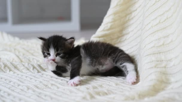 Cute little fluffy kitten cat playing looks at the camera close-up — Stock Video