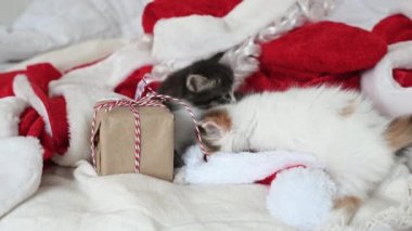 Noel Baba kostümünün yattığı yatağın üzerinde yeni yıl hediyesiyle oynayan iki kedi yavrusu.
