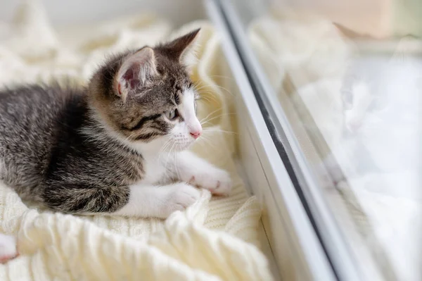 Niedliche braune Kätzchen Katze sitzt auf dem Fenster zu Hause und schaut in die Kamera aus nächster Nähe — Stockfoto