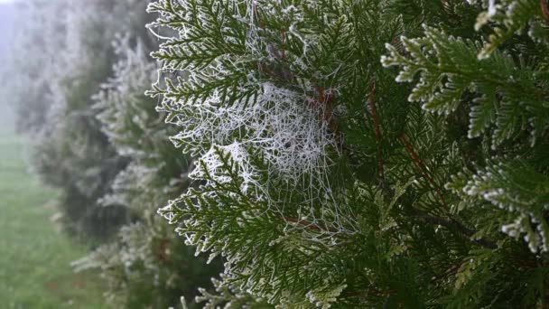 Paysage flocons de neige givre sur les branches de thuja vert en automne — Video