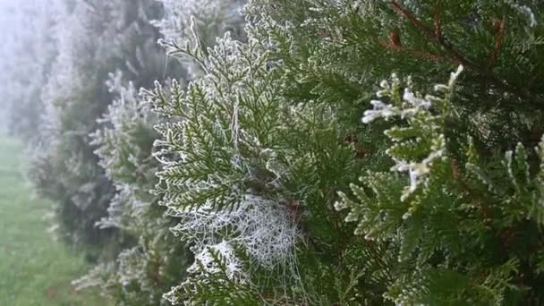 Krajina sněhové vločky mráz na větvích zelené thuja na podzim — Stock video