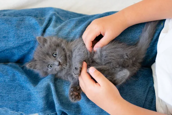 Niedlichen Braunen Kätzchen Katze Ihren Armen Auf Einer Weißen Decke — Stockfoto