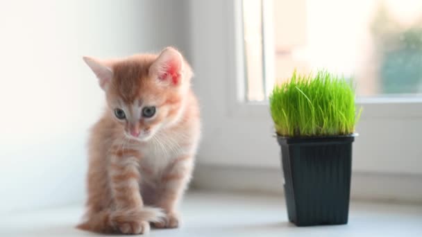 Маленький рыжий котенок сидит на подоконнике и смотрит в окно весной после полудня. — стоковое видео