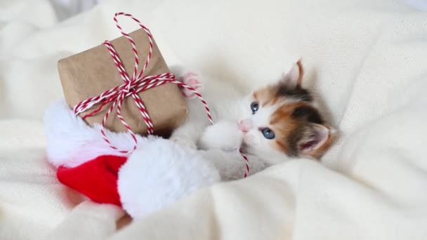 Kleines Kätzchen spielt mit einem Neujahrsgeschenk auf dem Bett, auf dem das Weihnachtsmann-Kostüm liegt — Stockvideo