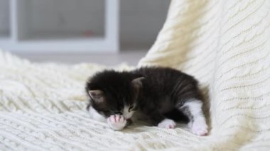 Şirin pofuduk kedicik oynuyor. Kameraya yakından bakıyor.