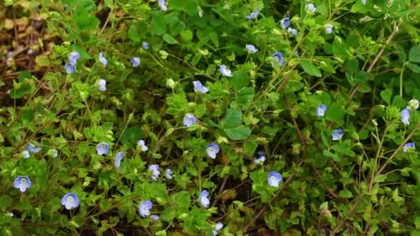 Landschaft, Natur, grüne Wiese mit kleinen blühenden Blumen im Sommer — Stockvideo