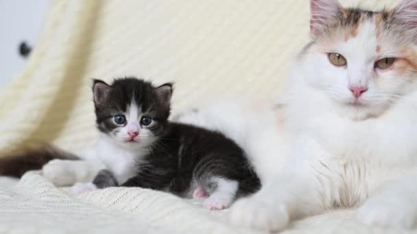 Sød lille fluffy killing kat leger ser på kameraet tæt på siddende kat mor – Stock-video
