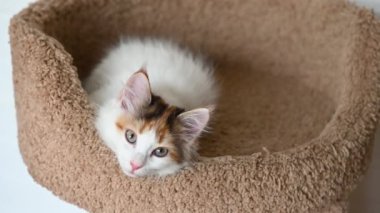 Güzel ev kedisi kedi yavrusu ev videosundaki kameraya dikey olarak bakıyor.