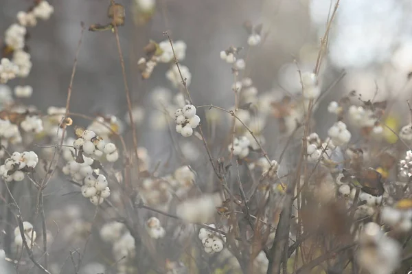 Manzara, doğa, kışın beyaz topları olan çalı beyazı — Stok fotoğraf