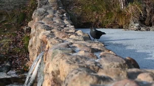 Landschaft, Natur, Vogel Dohle trinkt Wasser auf einem gefrorenen Reservoir im Winter, ein Strom von sauberem fließendem Wasser Wasserfall, im Winter im Park, — Stockvideo