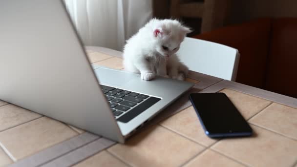 Pequeno branco fofo bonito gatinho gato senta-se e bocejos engraçado ao lado de um laptop e um telefone — Vídeo de Stock