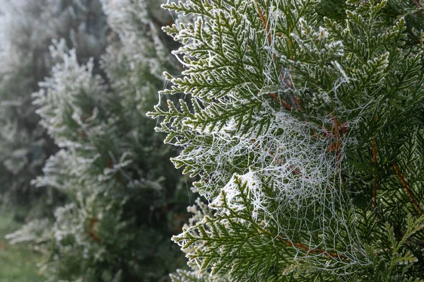 Landskap på gröna grenar av thuja ligger frost på hösten Royaltyfria Stockfoton