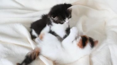 Evdeki yatakta oynayan iki kedi yavrusu.