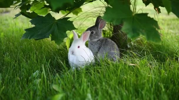 Schattig grijs dier grappig konijn op een achtergrond van groen gras en klavers in de middag in de zomer — Stockvideo