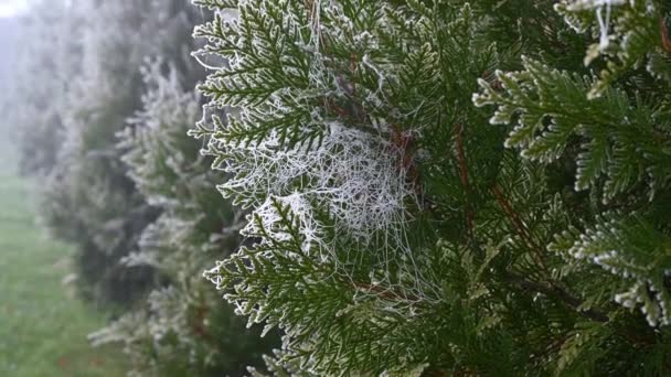 Paysage flocons de neige givre sur les branches de thuja vert en automne — Video