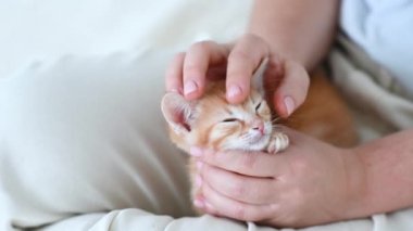 Bir kadının kollarında küçük, kızıl, komik bir kedi yavrusu.