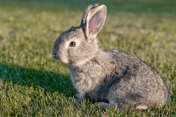 Simpatico animale grigio divertente coniglietto su uno sfondo di erba verde e trifogli nel pomeriggio in estate — Foto Stock