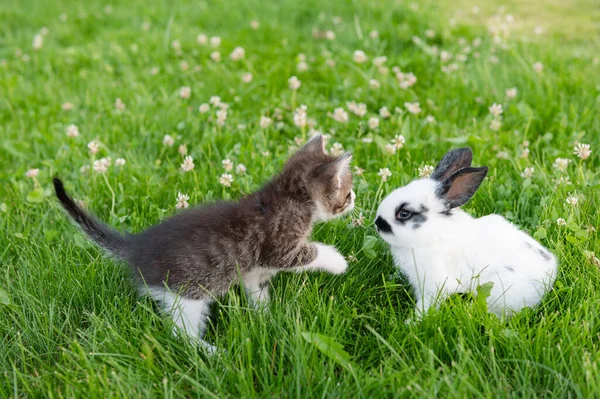Carino gattino marrone e divertente coniglietto bianco su uno sfondo di erba verde e trifogli nel pomeriggio d'estate — Foto Stock