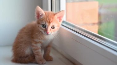 Küçük sevimli kızıl kedi yavrusu pencere eşiğinde oturur ilkbaharda öğleden sonra pencereden dışarı bakar.
