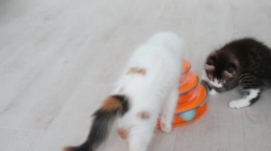 İki sevimli kedi evde kediler için turuncu oyuncakla oynuyor.
