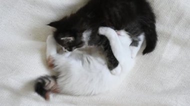 Evdeki yatakta oynayan iki kedi yavrusu.