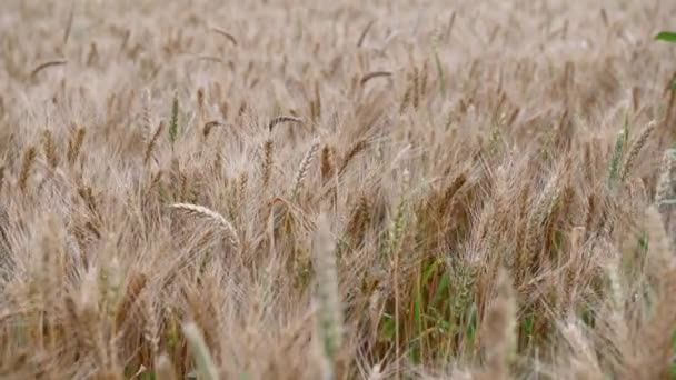 Léto zlatá pšenice pole na modré obloze pozadí — Stock video